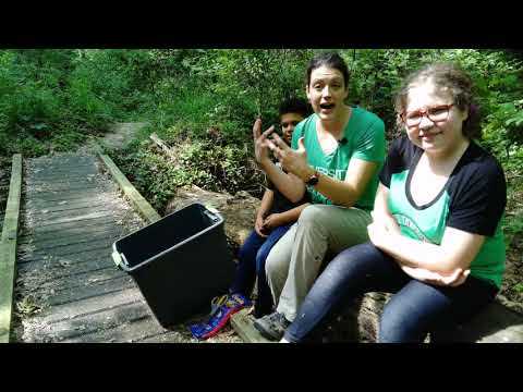 What Can Macroinvertebrates Tell Us About Water Quality? - Leaf Pack Lesson Video